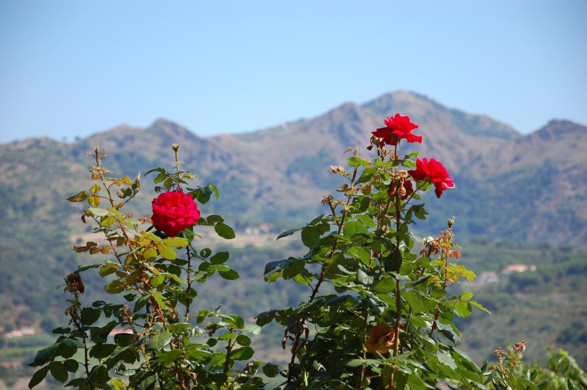 I Fiori Di Salici 3* Capoliveri (Isola d'Elba)